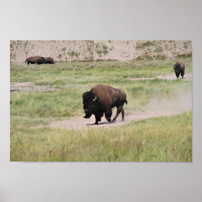 Buffalo på resande fot, fotografi poster (Framsidan)