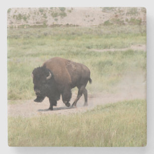 Buffalo på resande fot, fotografi underlägg sten