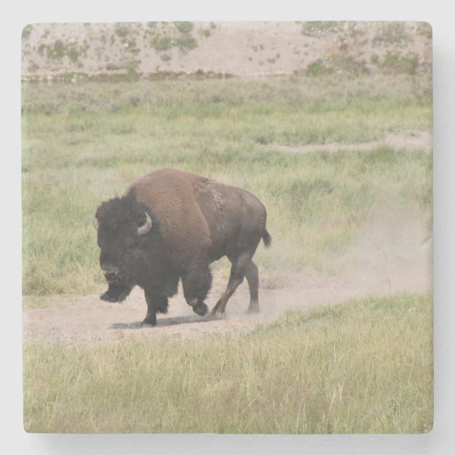Buffalo på resande fot, fotografi underlägg sten (Framsidan)