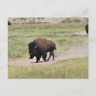 Buffalo på resande fot, fotografi vykort