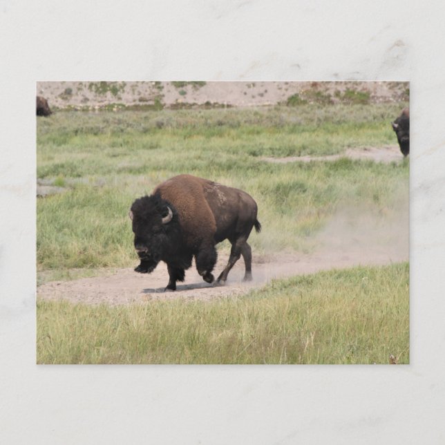 Buffalo på resande fot, fotografi vykort (Framsida)