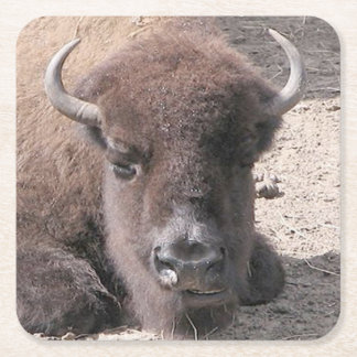 Buffalo Photo Square Papper Underlägg Kvadrat
