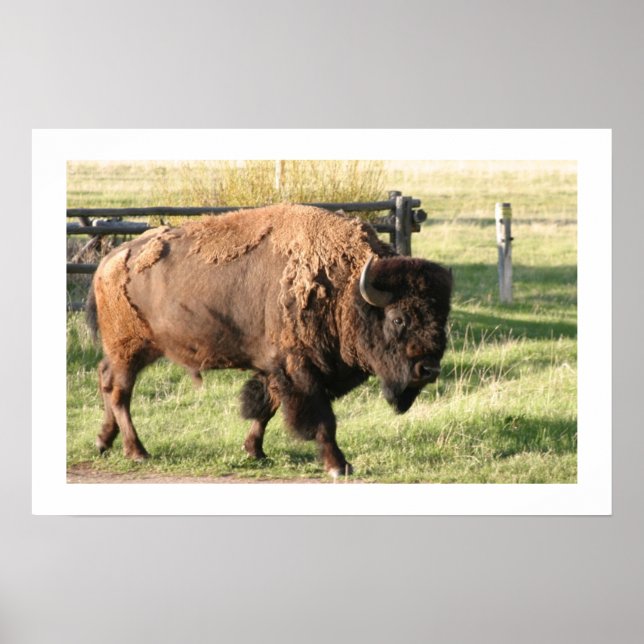 Buffalo Poster (Framsidan)