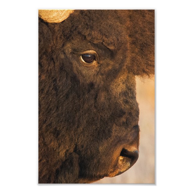 Buffalo-profil Fototryck (Framsidan)