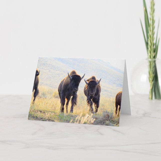 Buffalo Runing Greeting Card Kort (Framsida)