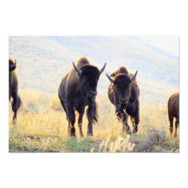 Buffalo Running Photo Print Fototryck
