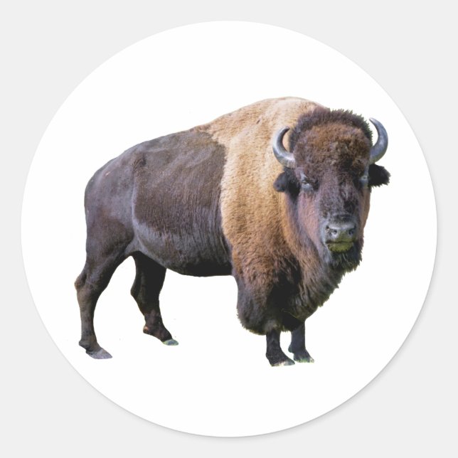 buffalo runt klistermärke (Framsida)