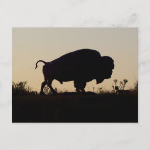 Buffalo Silhouette Vykort
