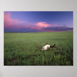 Buffalo Skull i Prairie Grass nära Medora Poster
