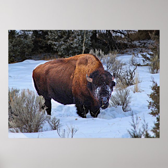 Buffalo Snö Photo Poster (Framsidan)