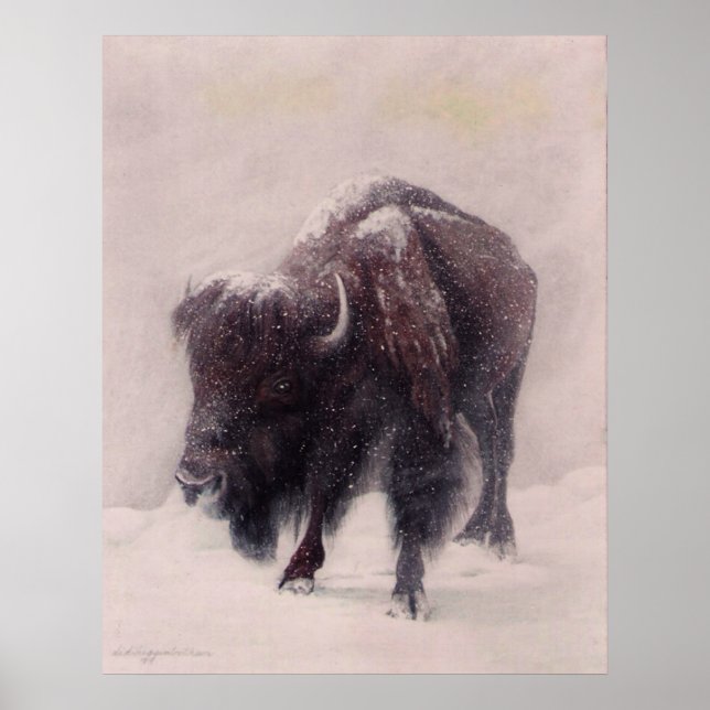 Buffalo Snöstorm print Poster (Framsidan)