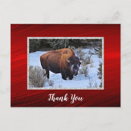 Buffalo Snow Foto Tack Vykort