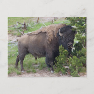 Buffalo Stickar ut Tunga Vykort