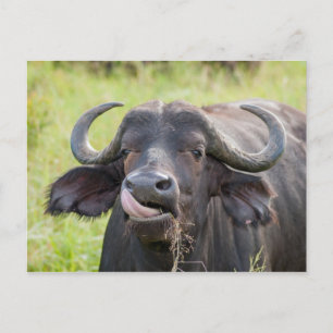 Buffalo Sticks Tunga Out-vykort Vykort