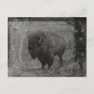 Buffalo Tintype Vykort