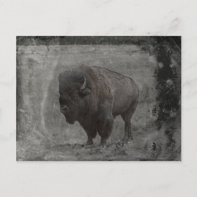 Buffalo Tintype Vykort (Framsida)