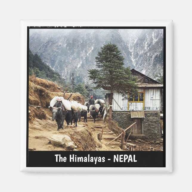 Buffalo transport, Everest trail view - Nepal Magnet (Framsidan)