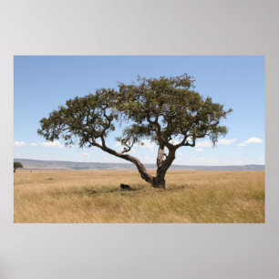 Buffalo under acacia träd poster