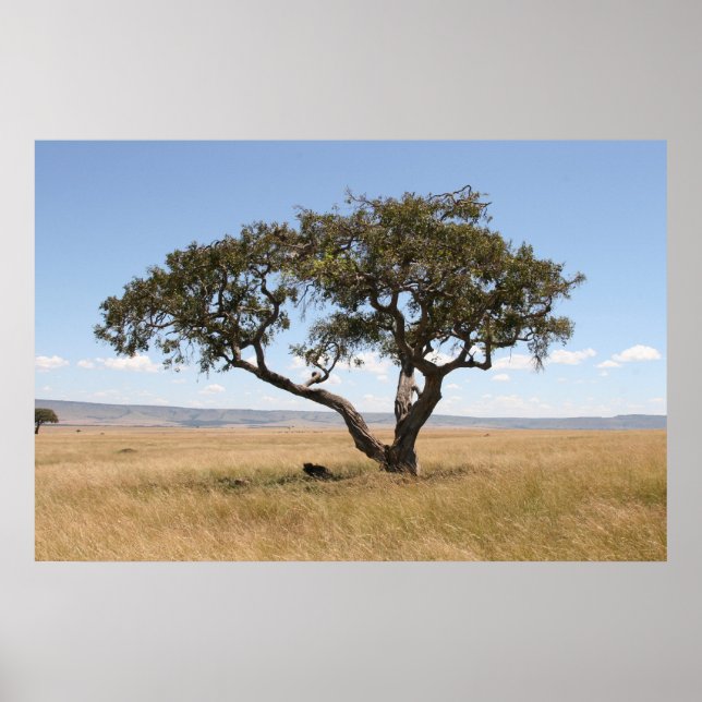 Buffalo under acacia träd poster (Framsidan)