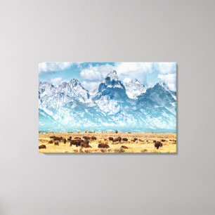 Buffalo under Grand Teton-bergen Canvastryck