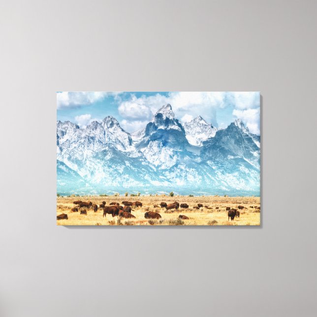 Buffalo under Grand Teton-bergen Canvastryck (Framsida)