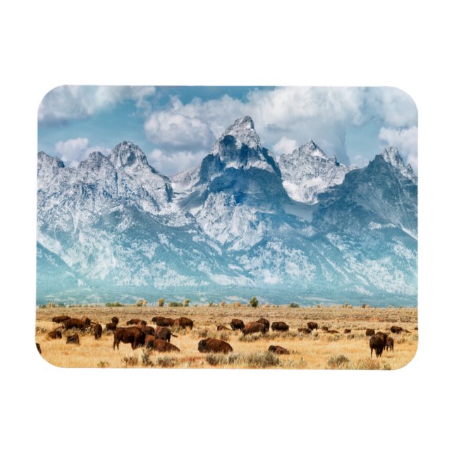 Buffalo under Grand Teton-bergen Magnet (Horisontell)