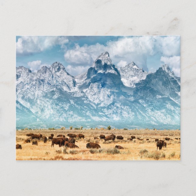Buffalo under Grand Teton-bergen Vykort (Framsida)