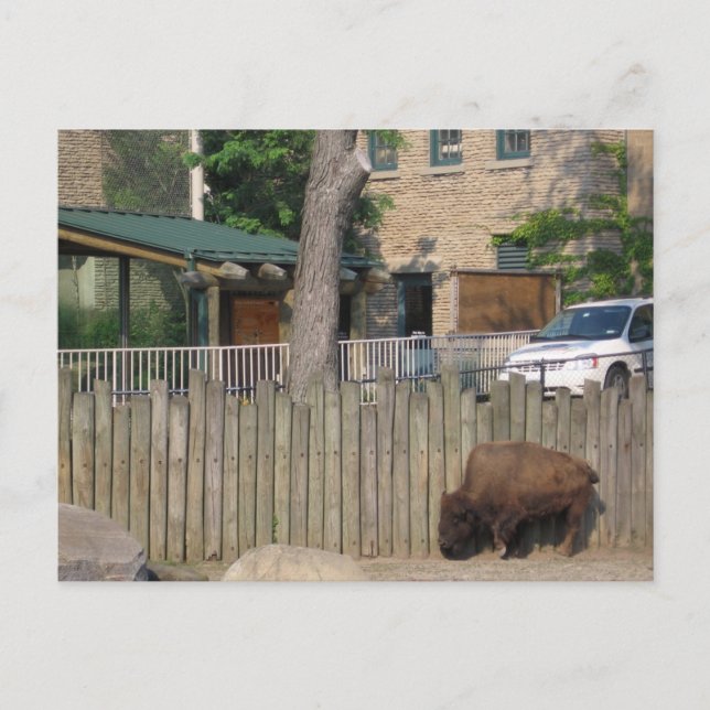 buffalo vykort (Framsida)
