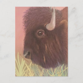 Buffalo Vykort