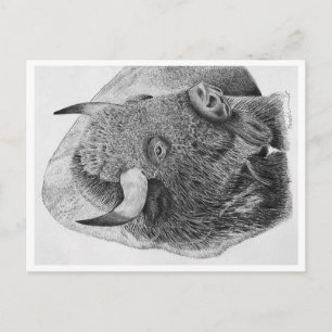 Buffalo Vykort