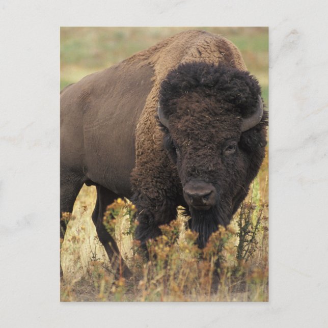 Buffalo Vykort (Framsida)