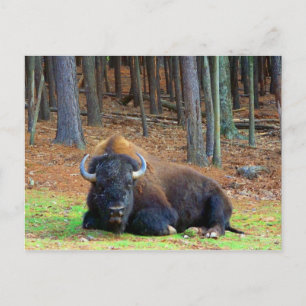 Buffalo Vykort