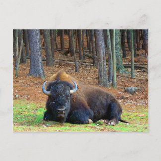Buffalo Vykort