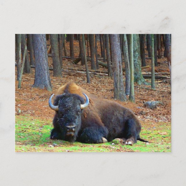 Buffalo Vykort (Framsida)