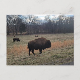 Buffalo-vykort Vykort