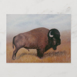 Buffalo-vykort Vykort