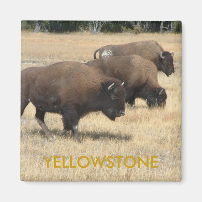 Buffalo Yellowstone Magnet (Framsidan)