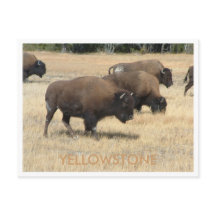 Buffalo Yellowstone-vykort