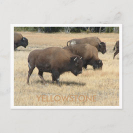 Buffalo Yellowstone-vykort Vykort