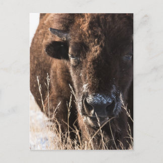 buffaloCard.jpg Vykort