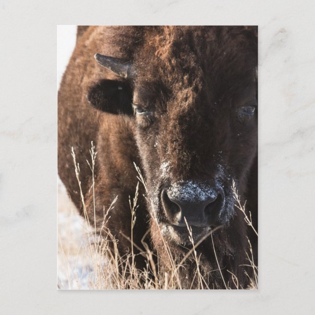 buffaloCard.jpg Vykort (Framsida)