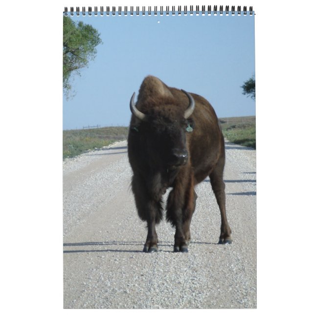 Buffaloed Kalender (Omslag)