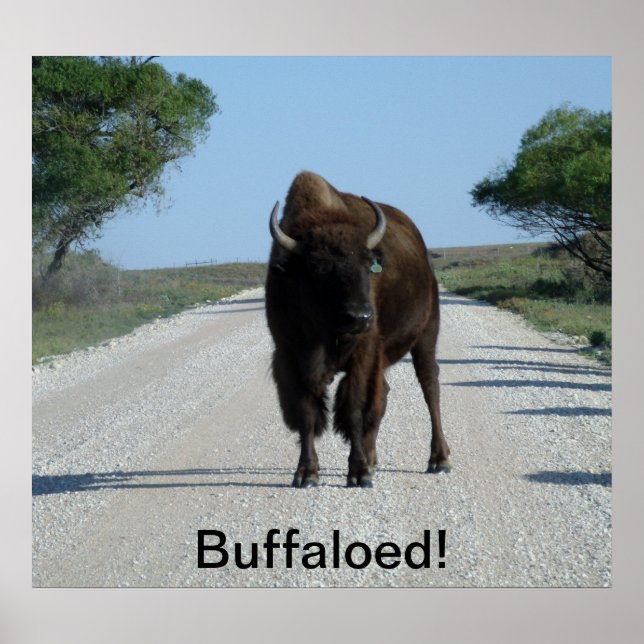 Buffaloed! Poster (Framsidan)