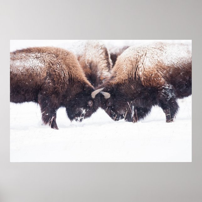 Buffaloes Play-Fighting Poster (Framsidan)