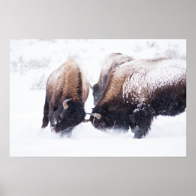 Buffaloes Poster (Framsidan)