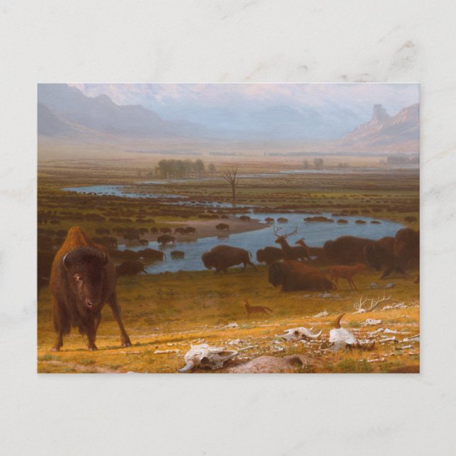 Buffalos sista vykort (Framsida)