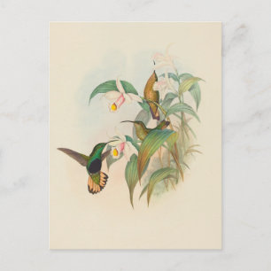 Buffed-Tailed Velvet-Breast John Gould Vykort