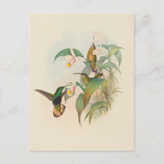 Buffed-Tailed Velvet-Breast | John Gould Vykort