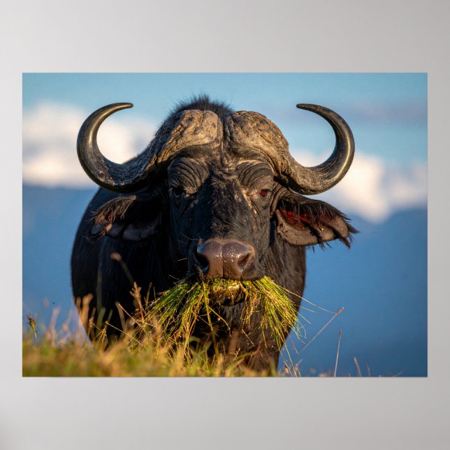 buffel äter gräs poster (Framsidan)