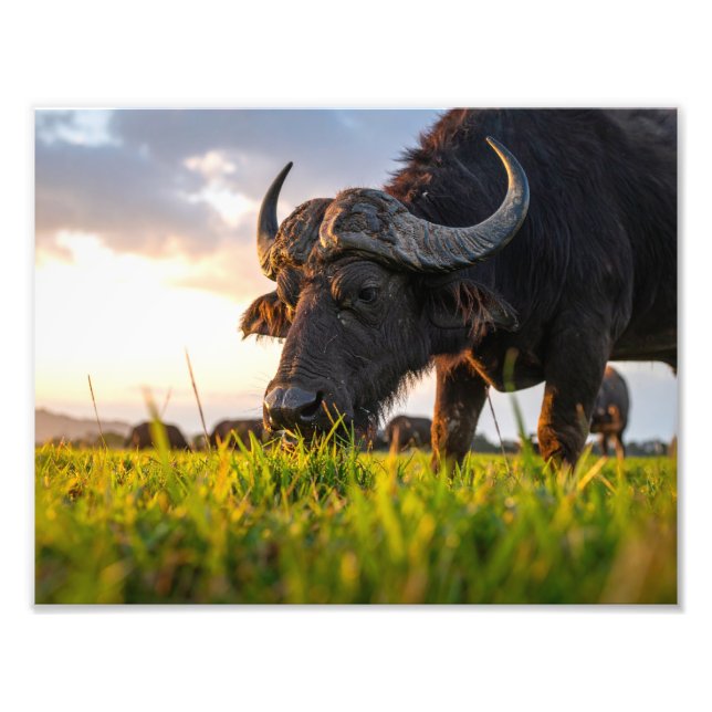 buffel fototryck (Framsidan)